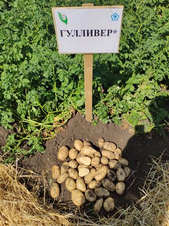 День картофельного поля Ульяновской области 2018