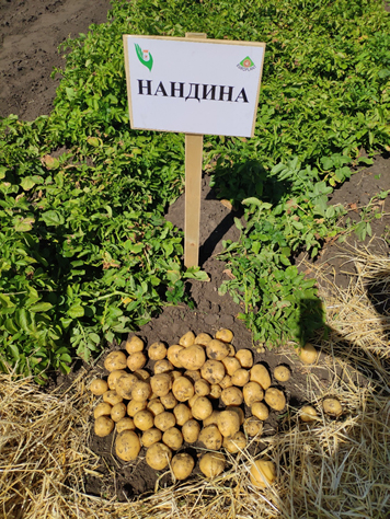 День картофельного поля Ульяновской области 2018